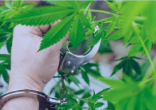 How Many Marijuana Arrests in Oklahoma.png