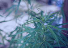 Oklahoma Marijuana Tax Revenue 2025.png